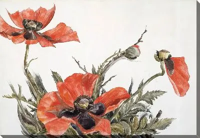 Картина маслом Бледно-красные маки