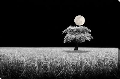Постер Ночной пейзаж пшеничное поле, Луна и одинокое дерево