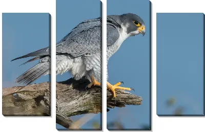 Модульная картина Сокол на ветке