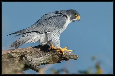 Картина Сокол на ветке