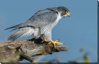 Сокол на ветке