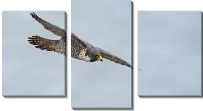 Модульная картина Стремительный полет сокола