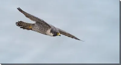 Постер Стремительный полет сокола