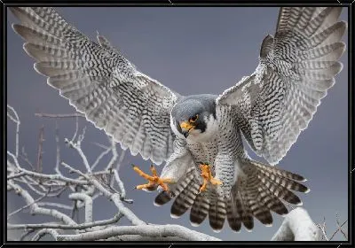 Картина Сокол-добытчик