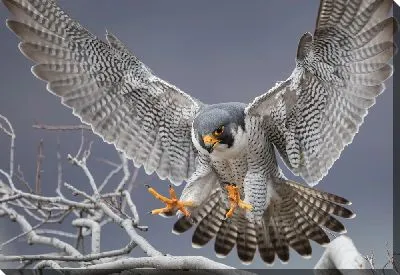 Сокол-добытчик