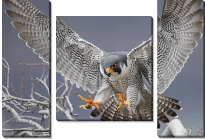 Сокол-добытчик