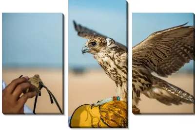 Модульная картина Сокол на руковице