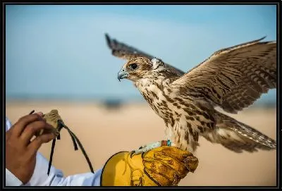 Картина Сокол на руковице