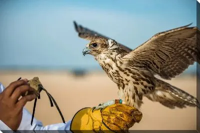 Сокол на руковице
