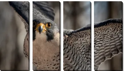 Модульная картина Сокол крупным планом