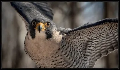 Картина Сокол крупным планом