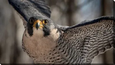 Сокол крупным планом