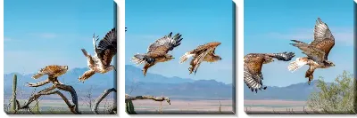 Модульная картина Полет сокол в кадрах