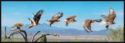 Картина Полет сокол в кадрах