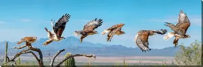 Постер Полет сокол в кадрах