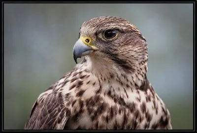 Картина Взгляд сокола