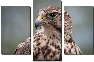 Взгляд сокола