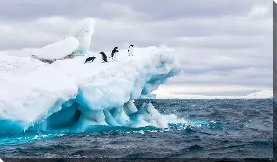 Пингвины на айсберге