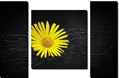 Модульная картина Желтая ромашка на черном фоне