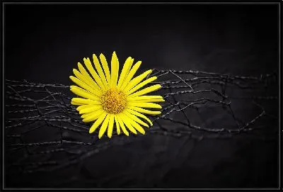 Желтая ромашка на черном фоне