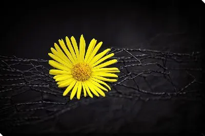 Желтая ромашка на черном фоне