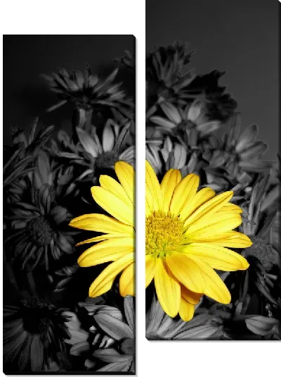 Модульная картина Желтая ромашка на фоне черных ромашек