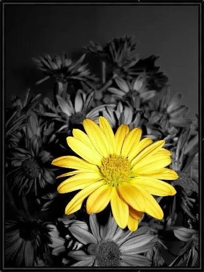 Картина Желтая ромашка на фоне черных ромашек