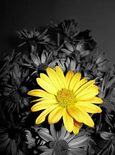 Плакат Желтая ромашка на фоне черных ромашек