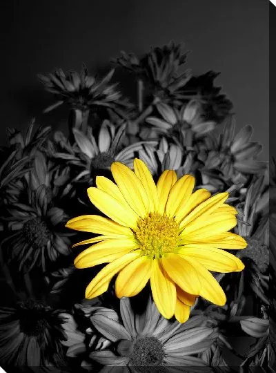 Постер Желтая ромашка на фоне черных ромашек