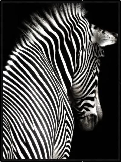 Картина Зебра отвернулась