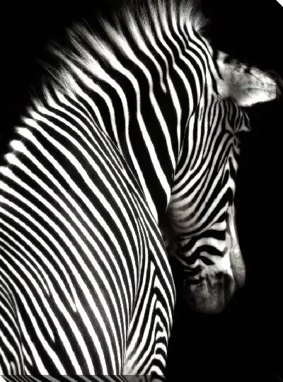 Постер Зебра отвернулась
