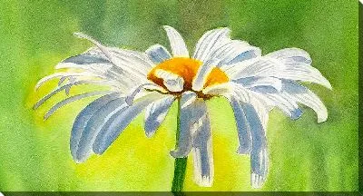 Картина маслом Большая ромашка