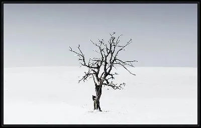 Картина Одинокое дерево в снегу