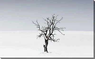 Постер Одинокое дерево в снегу