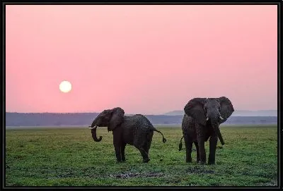 Два слона на закате