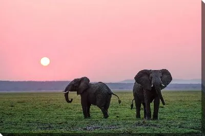 Два слона на закате