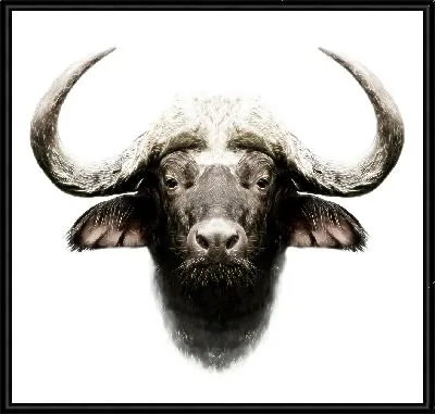 Картина Буйвол