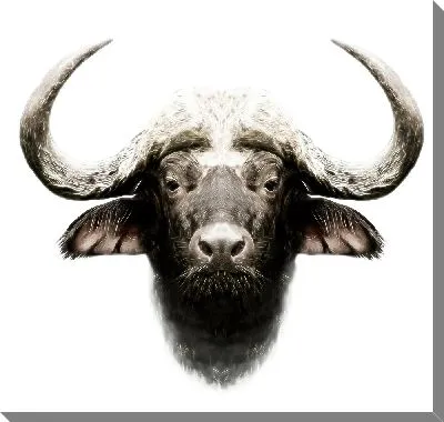 Постер Буйвол