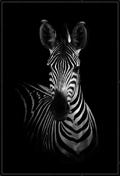 Картина Стильная зебра в ч/б