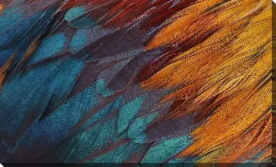 Разноцветные перья №2