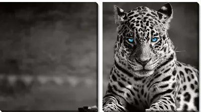 Леопард с голубыми глазами