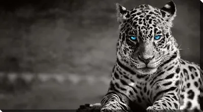 Леопард с голубыми глазами