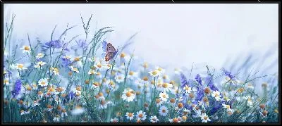 Картина Бабочка на ромашковом поле