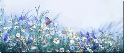 Постер Бабочка на ромашковом поле