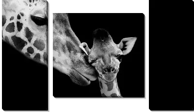 Модульная картина Любовь мамы жирафа и детеныша 