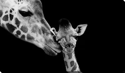 Любовь мамы жирафа и детеныша 