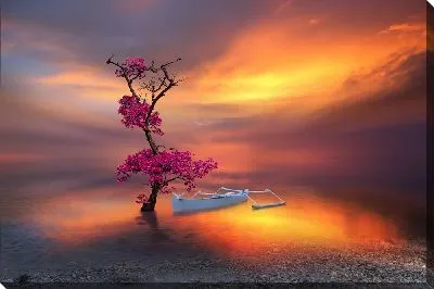 Сакура с лодкой на закате