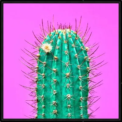Кактус на ярком фоне