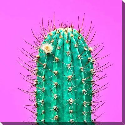 Кактус на ярком фоне