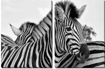 Модульная картина Две зебры рядом